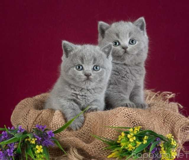 Продам: британцы котята (WhatsApp +79861722996)