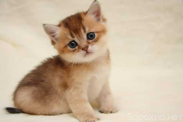 Продам: британские котята (Telegram 79082168789)