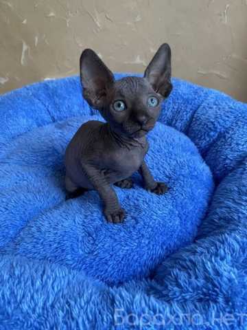 Продам: котята сфинкс (WhatsApp +79861722996)