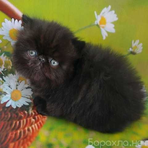 Продам: персидские котята (WhatsApp +79861722996