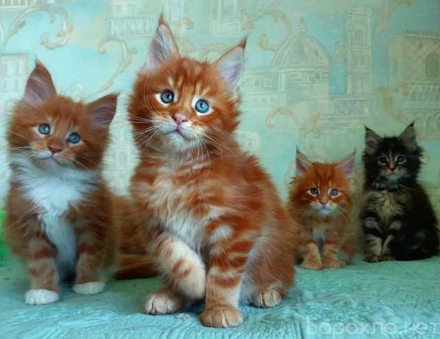 Продам: мейн кун котята (Telegram +79082168789)