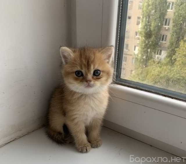 Продам: золотая шиншилла (MAX +79950424069)