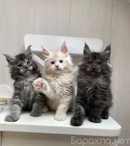Продам: мейн кун котята (MAX +79950424069)