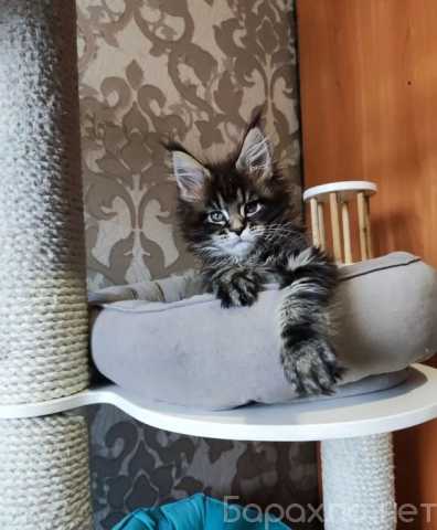 Продам: мейн кун котята (Telegram +79082168789)